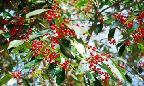 红果冬青 红果冬青树简介及种植方法