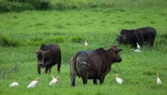 牛的养殖 和牛怎么养？和牛养殖方法和技术