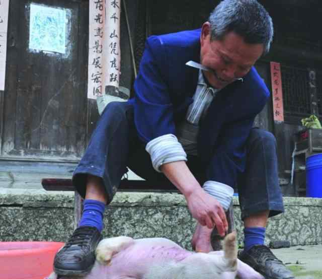 猪蛋 很多人都吃过猪肉，但却没有吃过有壮阳作用的猪蛋！