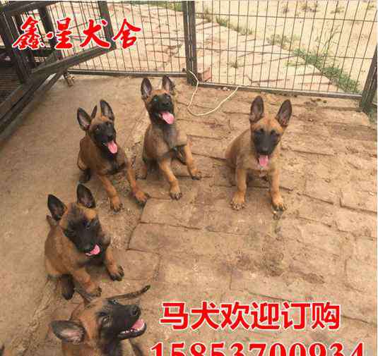 金毛多少钱一只 红金毛犬多少钱一只