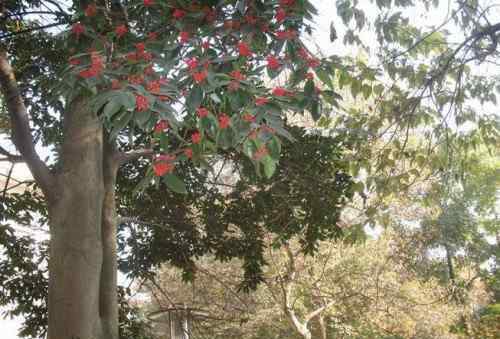 红果冬青 红果冬青树简介及种植方法