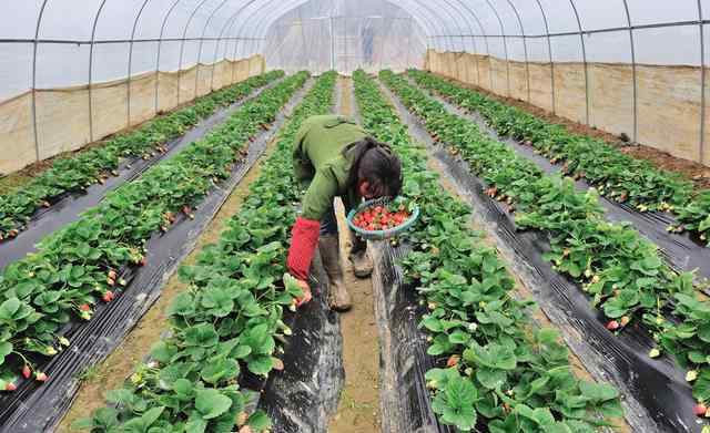 草莓怎么样种植和管理 很实用！草莓种植，春季如何管理才能更高产？值得分享！（干货）
