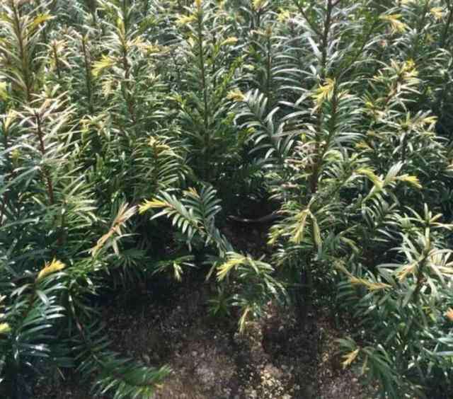 红豆杉的养殖方法 红豆杉苗的种植方法及养护管理