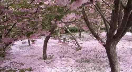 青龙寺樱花 2018年西安青龙寺樱花几月开