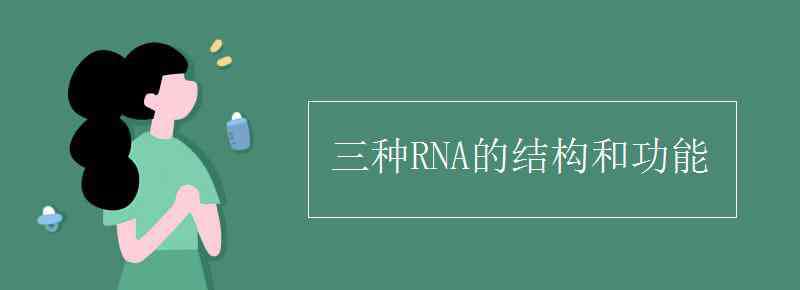 信使rna 三种RNA的结构和功能