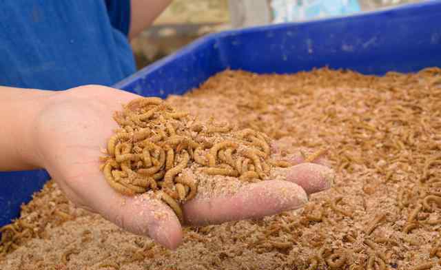 面包虫怎么养 很多人都说黄粉虫很赚钱，到底该怎么养殖？