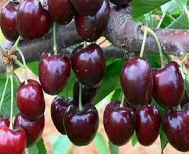 黑珍珠番茄 黑珍珠樱桃怎么种植？黑珍珠樱桃的种植技术要点有哪些