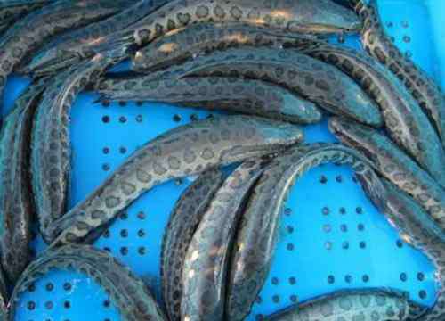黑鱼养殖技术 黑鱼怎么养？黑鱼养殖技术大全
