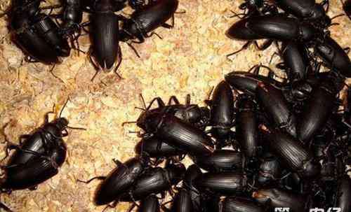 黑粉虫 黑粉虫是什么？黄粉虫和黑粉虫的区别是什么？