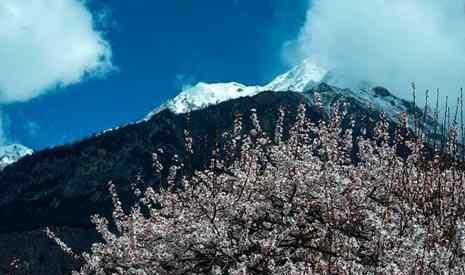 林芝桃花节 2019林芝桃花节时间 2019林芝桃花赏花攻略