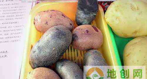 张申 湖北竹溪农民张申东种植彩色土豆 一天销售5000余斤