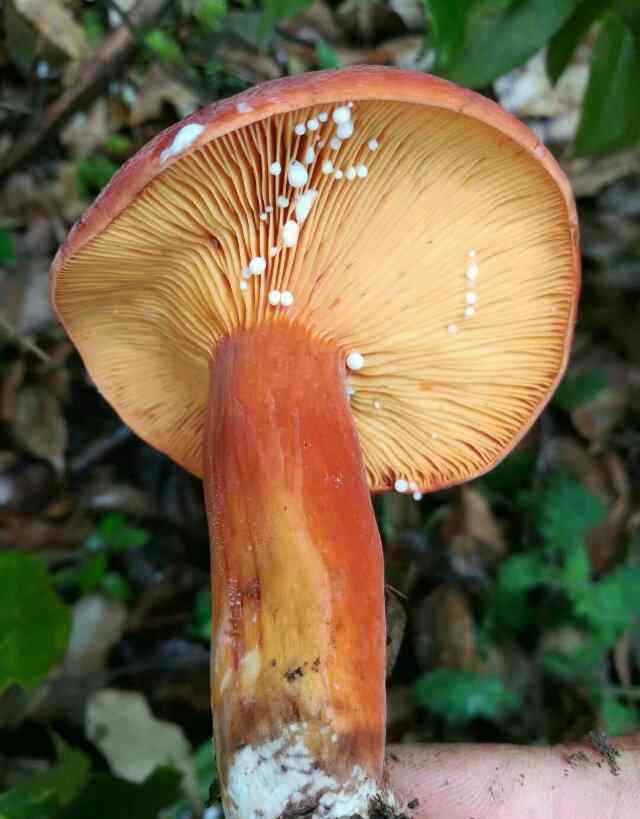 蓝廋香菇 云南大理野生菌……