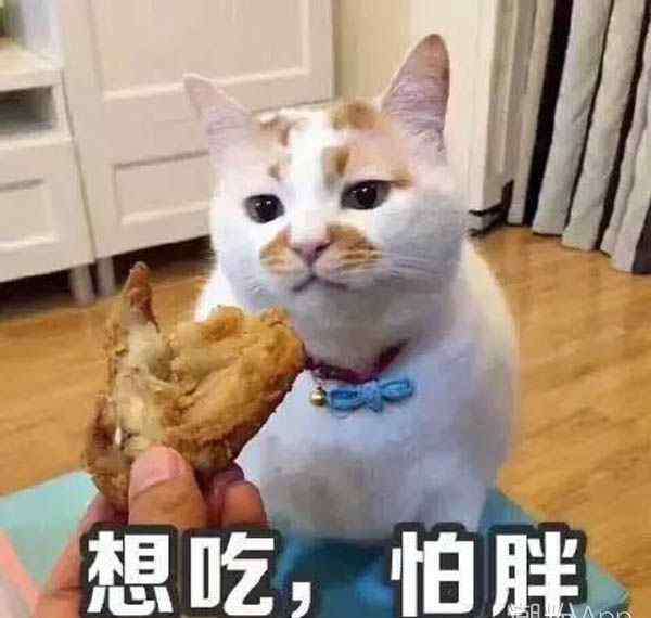 楼楼 猫 网红猫楼楼是怎么死的 养猫的朋友千万要注意了