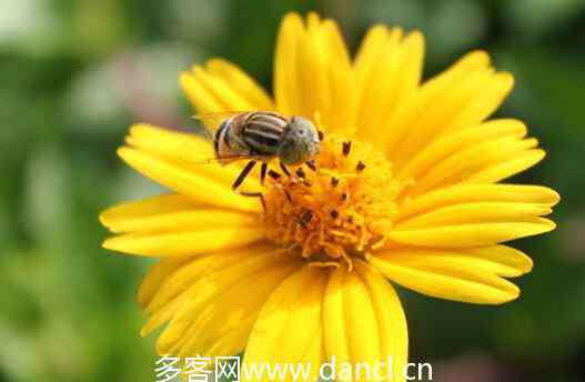 花粉过敏吃什么药 花粉过敏宜吃的食物 花粉过敏吃什么食物好