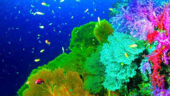 青岛海底世界 2020年青岛海底世界旅游攻略 青岛海底世界怎么样