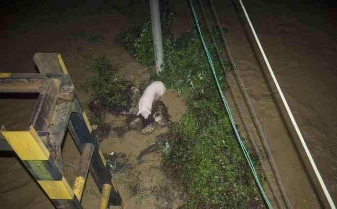 湖南暴雨现猪坚强 湖南暴雨现猪坚强一夜爆火 "二师兄"趴石头上躲洪水"稳如泰山"