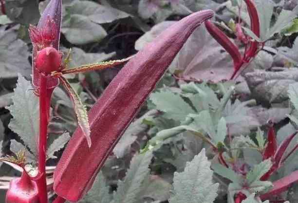 秋葵怎么种 红秋葵如何种植？红秋葵的种植时间和栽培方法看这里