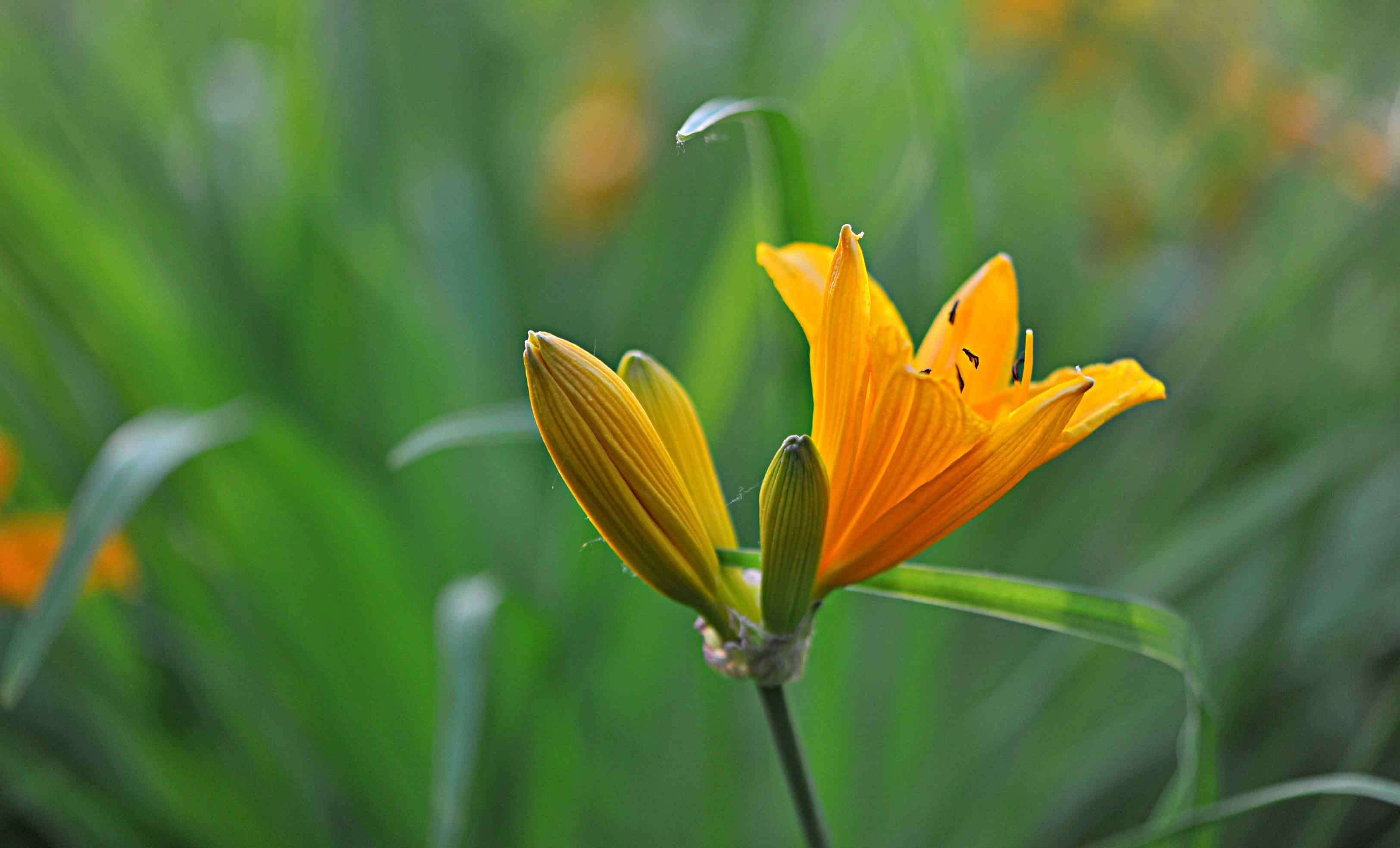 萱草花图片 《萱草花》摄影：王延春