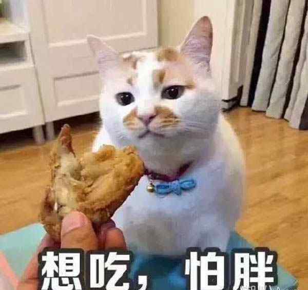 楼楼 猫 网红猫楼楼是怎么死的 养猫的朋友千万要注意了