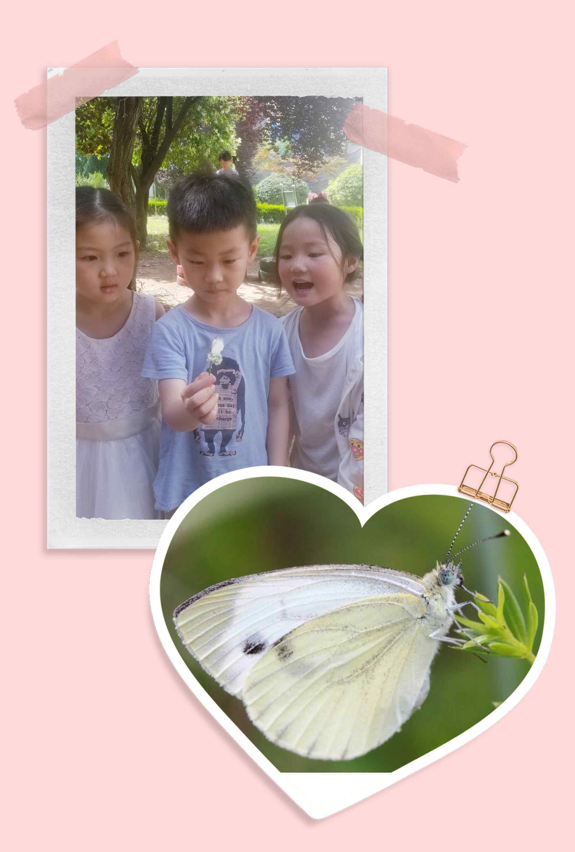 蝴蝶发现花蜜靠 记广场幼儿园中五班班本课程活动《蝴蝶