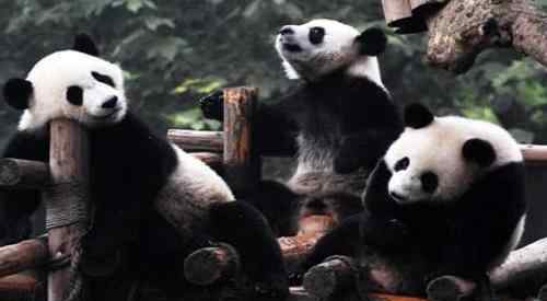 大熊猫基地门票 成都熊猫基地门票多少钱 门票优惠政策介绍