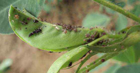 蚜虫怎么治 花生蚜虫怎样防治？