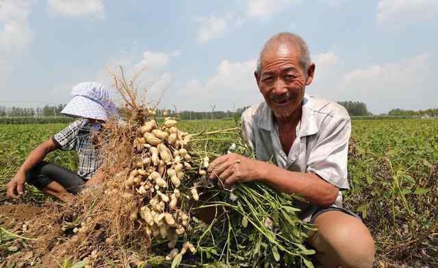 花生什么时候种植最好 花生什么时候种植？花生什么时候适宜收获？有没有判断依据？