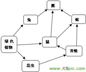 食物网 如图是一个食物网，根据图回答问题