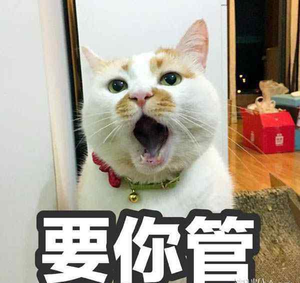 楼楼 猫 网红猫楼楼是怎么死的 养猫的朋友千万要注意了