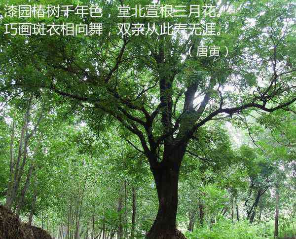 钱钟书夫人 为何古时称母为萱，父为椿？为何女性有的称先生？比如钱钟书的夫人杨绛。