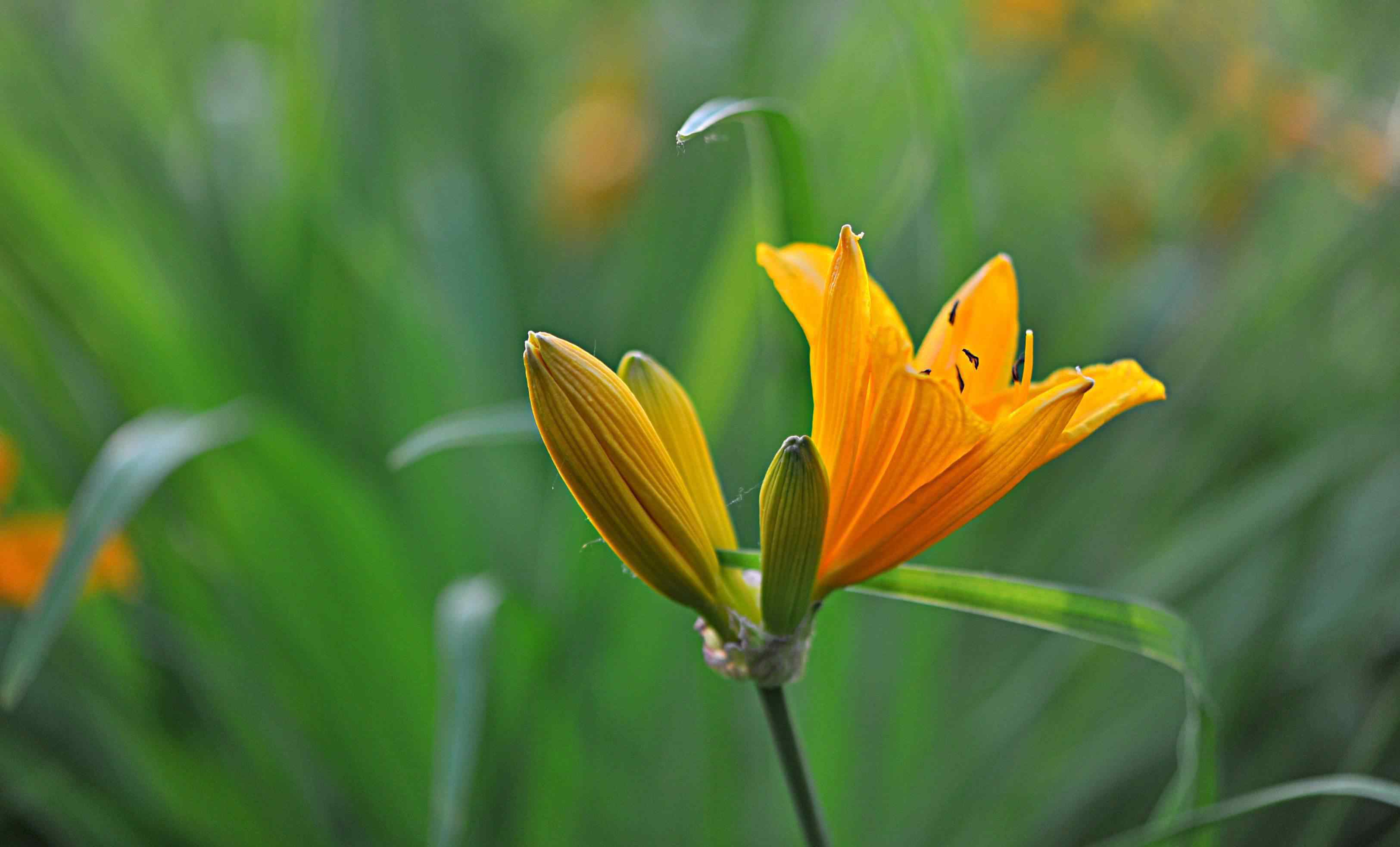 萱草花图片 《萱草花》摄影：王延春