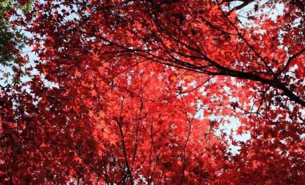 北京香山红叶 2020国庆北京香山红了吗 北京香山红叶观赏时间及最佳位置