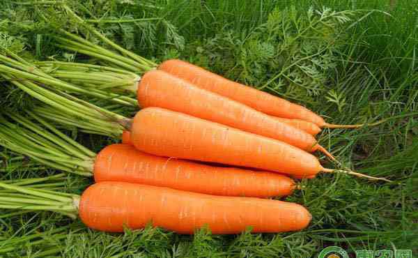 胡萝卜怎么种 胡萝卜怎么种植产量高？掌握这五点技巧就行了