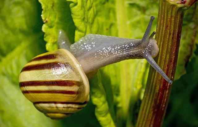 园葱 花园葱蜗牛：被人误解了上百年的小家伙，“其实我只对...