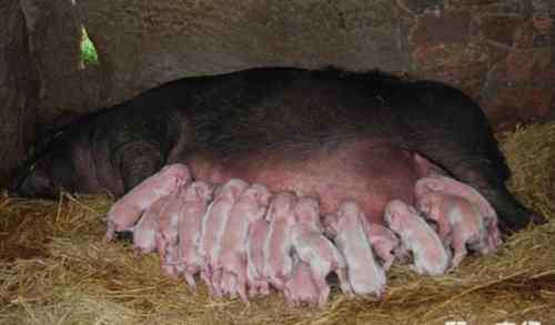 后备母猪 后备母猪配种时间以及配种流程