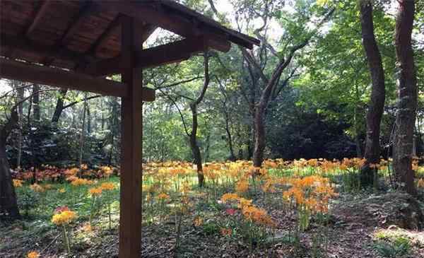 彼岸花什么时候开花 南京彼岸花什么时候开花 在哪里可以见到彼岸花