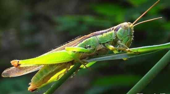 蝗虫怎么吃 蝗虫吃哪些食物？蝗虫的天敌介绍