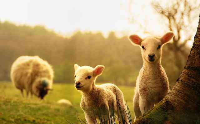 羊肉价格上涨 活羊价格上涨，今年中秋羊肉能涨到多少钱一斤？看完有数了