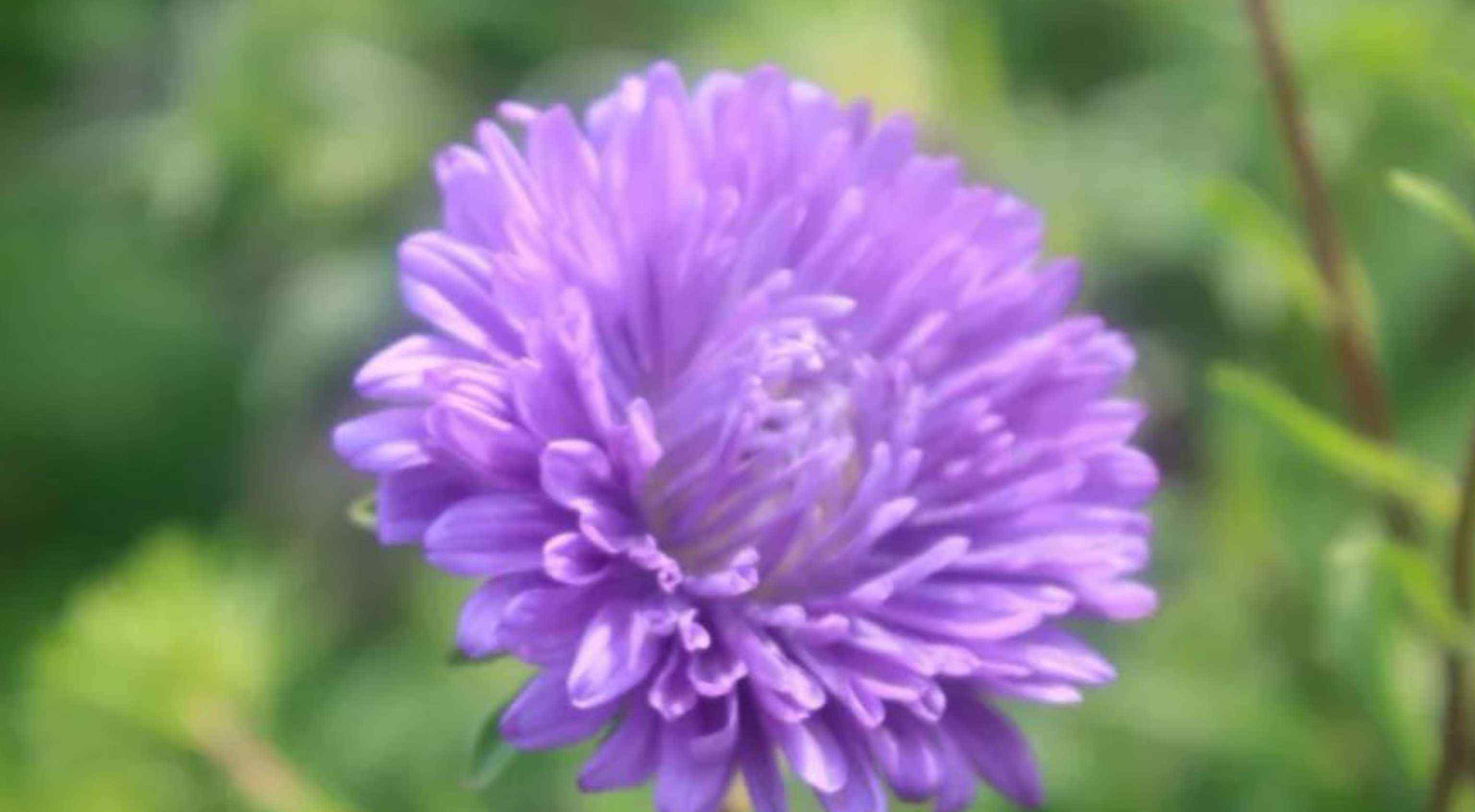 高山紫菀 园林常用蓝紫色系草花合集