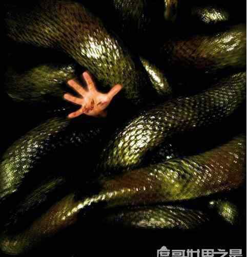 关于蟒蛇的电影 关于蛇的电影大全，香港电影青蛇评分8.4最经典