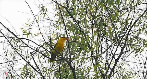 黄鹂鸟吃什么 黄鹂鸟也能人工饲养吗？黄鹂鸟吃什么食物？黄鹂鸟养殖日常管理