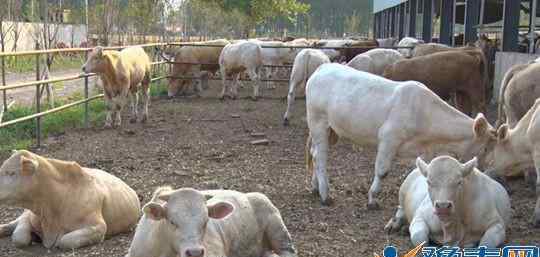 牛羊养殖合作社理念 槐树乡发展肉牛养殖产业带动贫困户脱贫致富