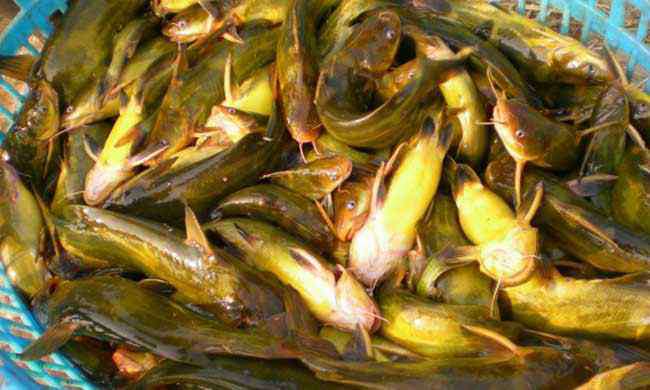 鱼吃什么食物 黄颡鱼吃什么食物？