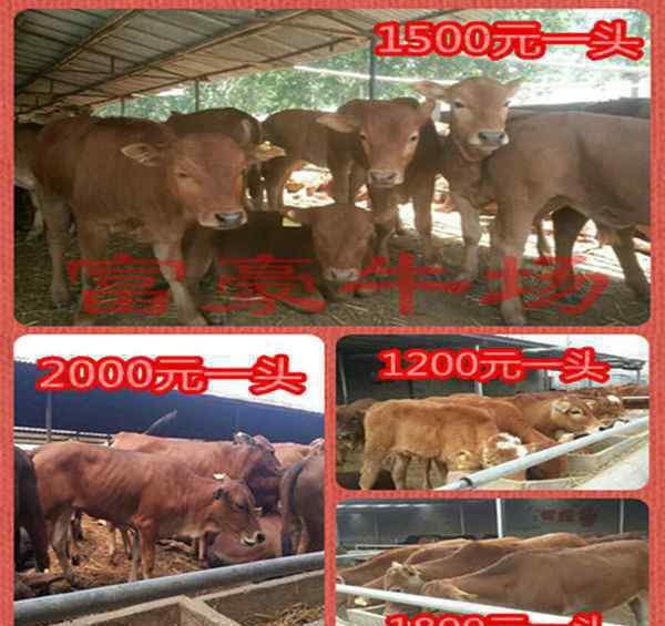 养殖牛价格 黄牛价格牛的养殖利润