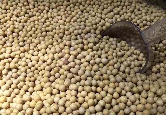 黄豆做成的食物100种 黄豆的妙用：黄豆坏了不要丢，做成有机肥很好用