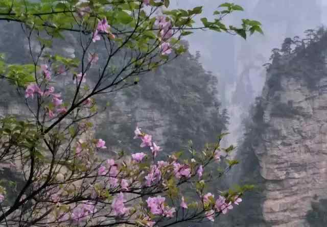 黄石寨 黄石寨，美丽的杜鹃花