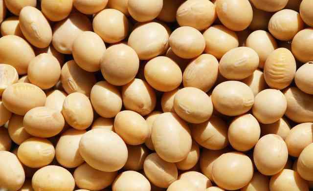 黄豆做成的食物100种 黄豆的妙用：黄豆坏了不要丢，做成有机肥很好用