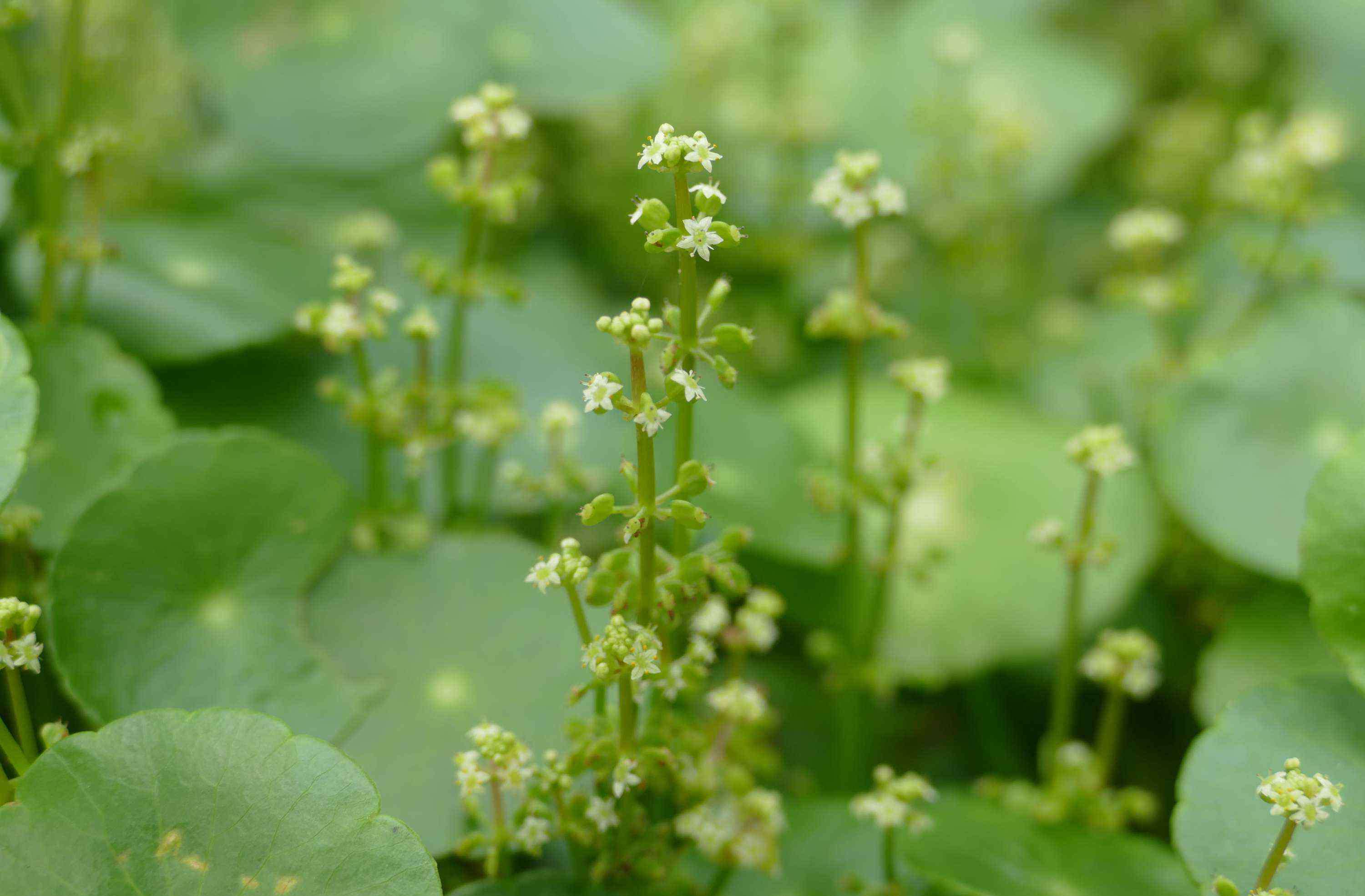 香菇草 香菇草