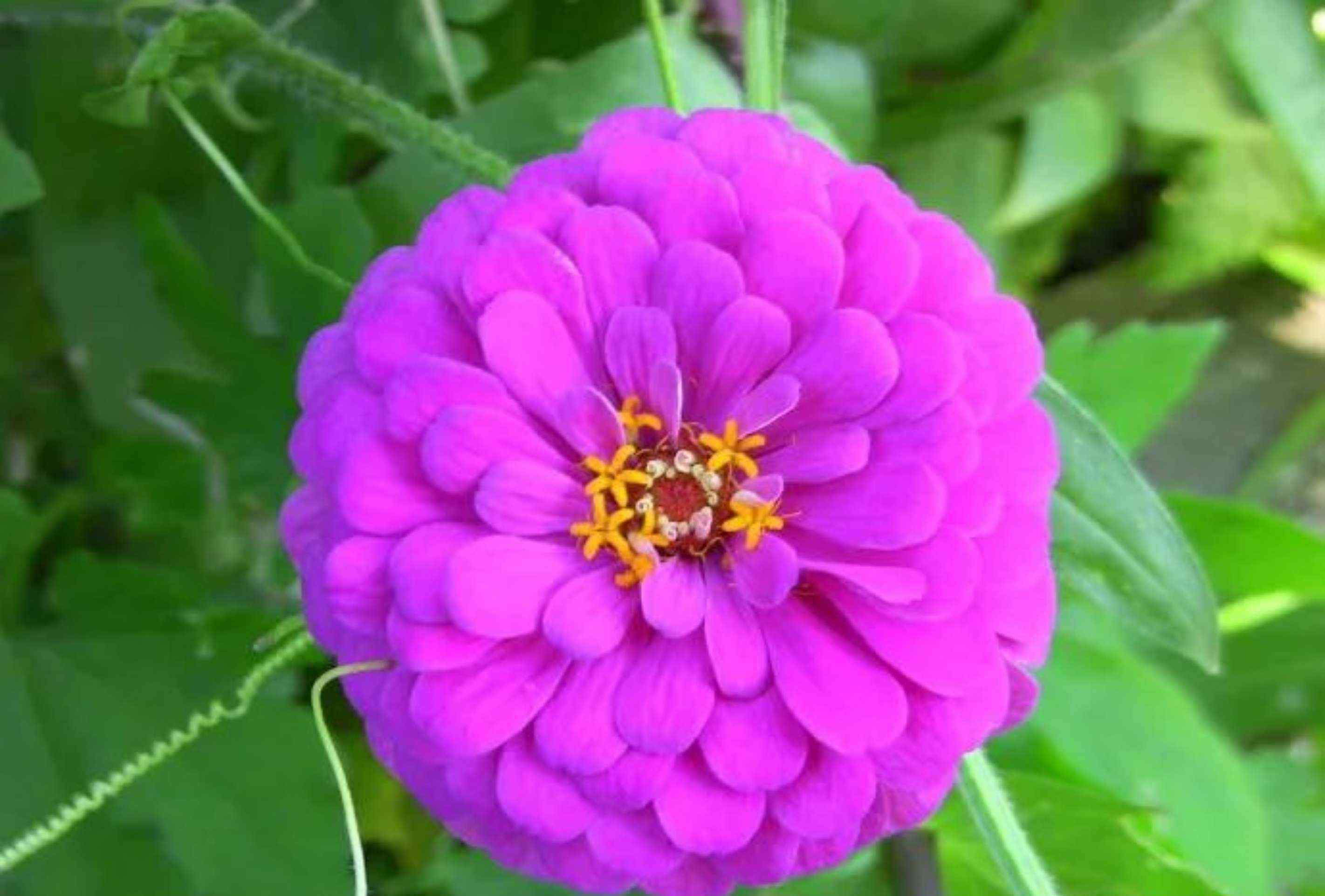 蜂室花 常见粉色系花草