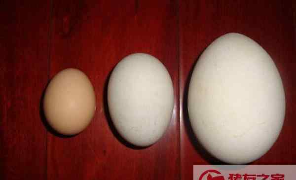 鸡蛋鸭蛋能一起吃吗 鸡蛋鸭蛋可以一起吃吗 鸭蛋好还是鸡蛋好
